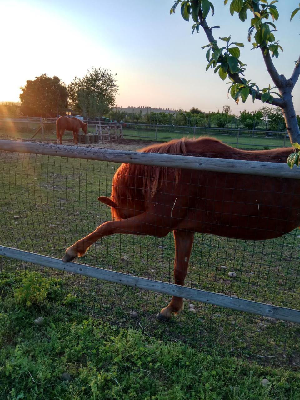 La Siesta Ξενοδοχείο Villafranca di Verona Εξωτερικό φωτογραφία